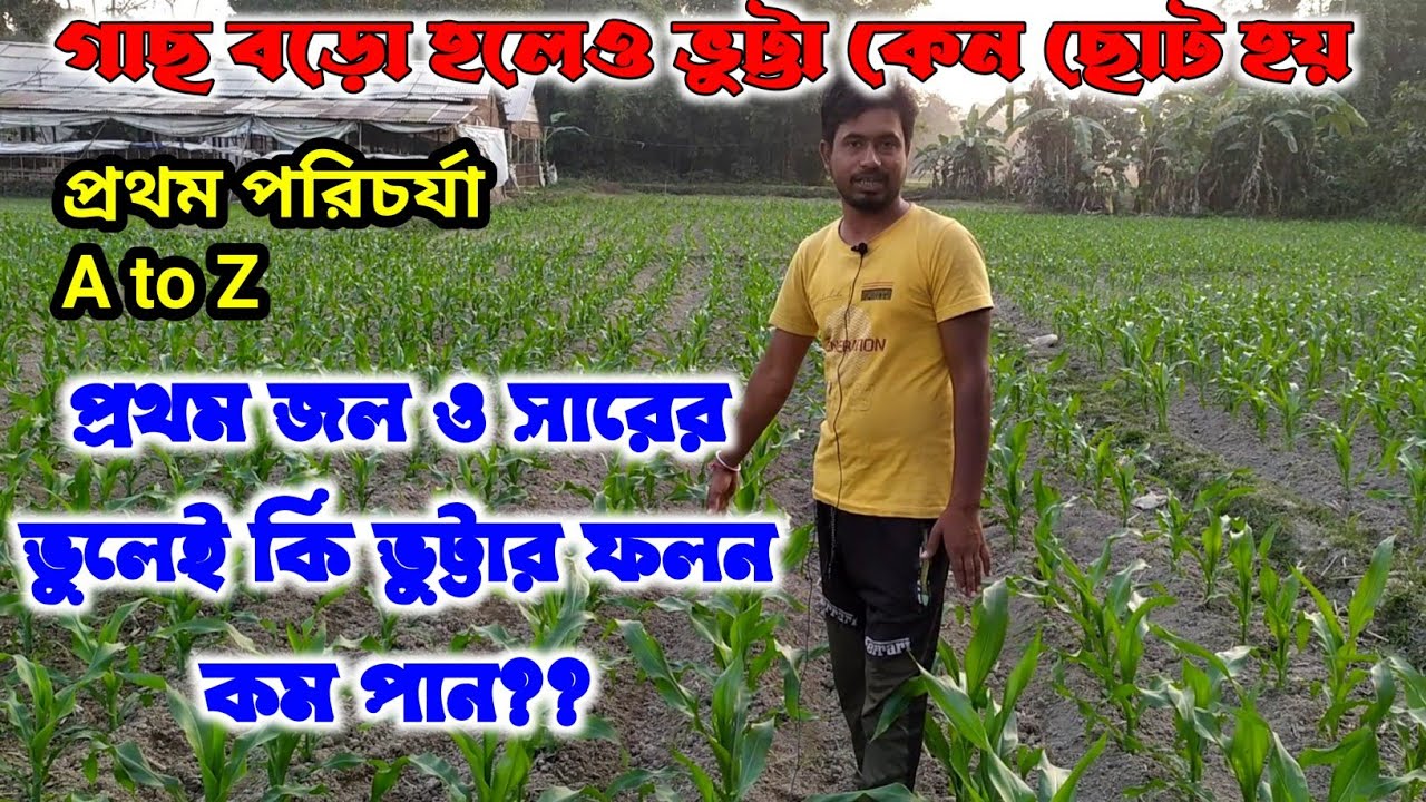 ভুট্টা গাছের চেহারা বৃদ্ধির জন্য এবং ফলন বৃদ্ধির জন্য যে সব পরিচর্যা করতে হবে।corn cultivation.makka