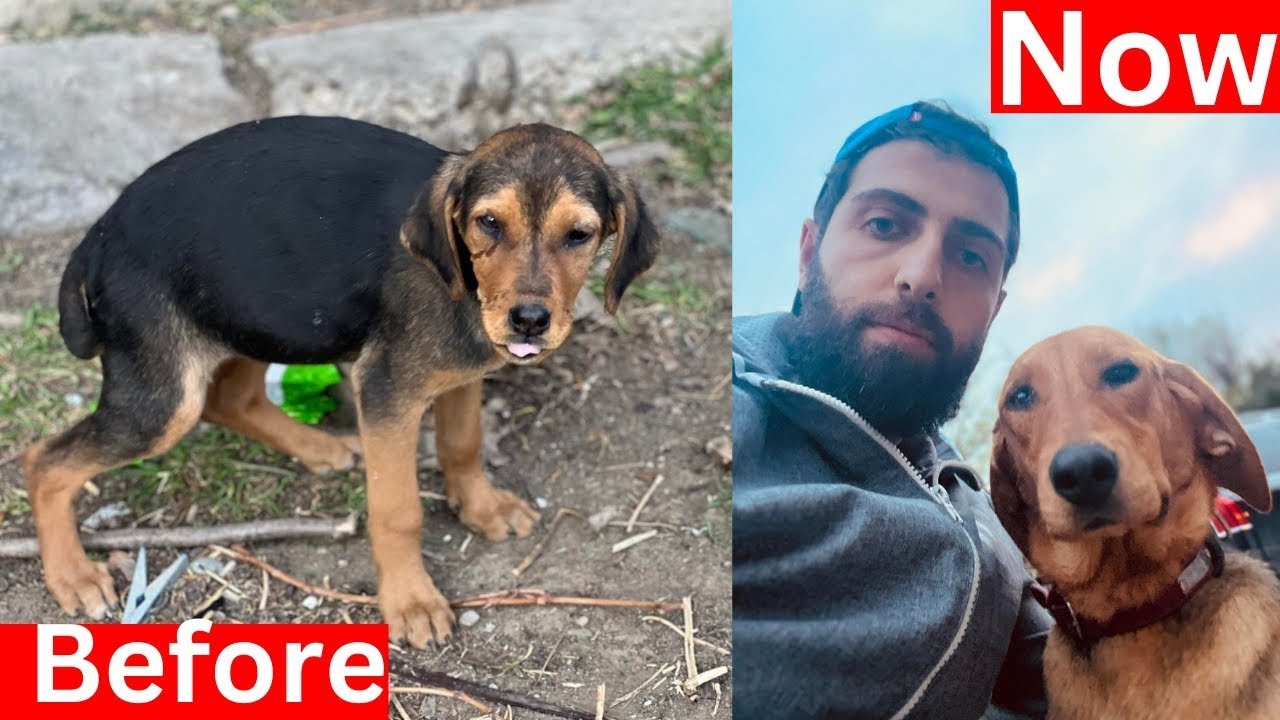 We Saved a Puppies Life! They became the inspiration for this channel