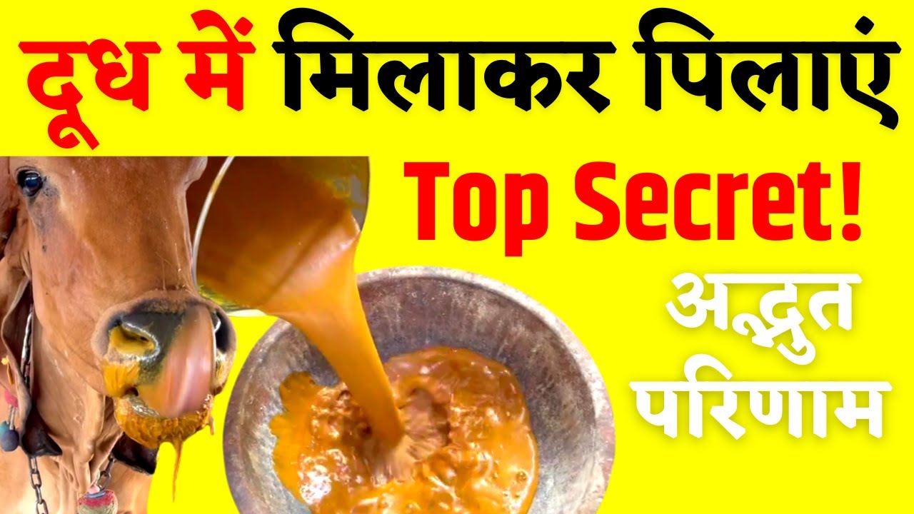 Cow Bovine Colostrum Khira | Best Tonic to Increase Milk & Health