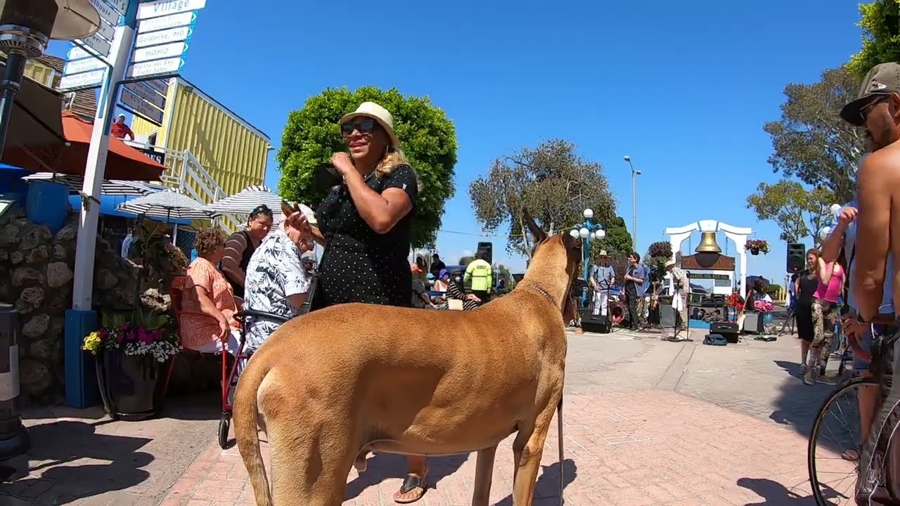Cash 2.0 Great Dane meeting new people in Marina Del Rey 15