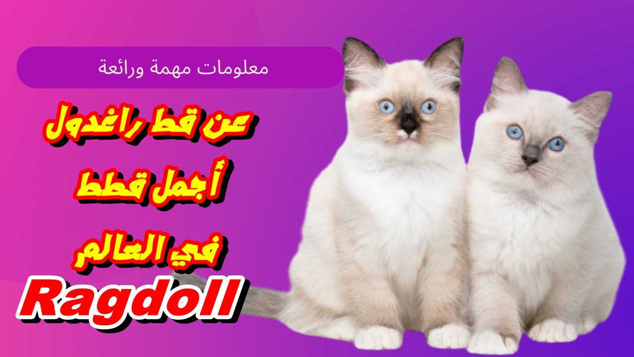 قط راغدول |معلومات هامة عن قط راغدول: صفاته، شخصيتة، مميزاته وعيوبهRAG DOLL CATS