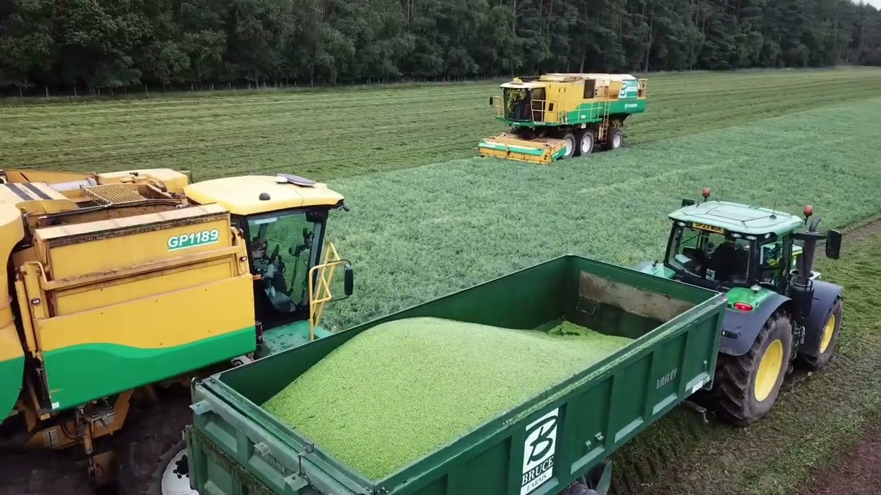 Bruce Farms - Pea harvest 2023
