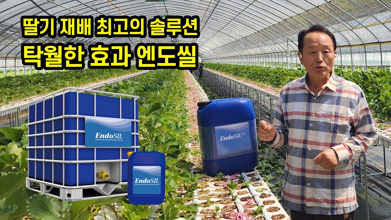 딸기 재배 최고의 솔루션 탁월한 효과 엔도씰이 최고!