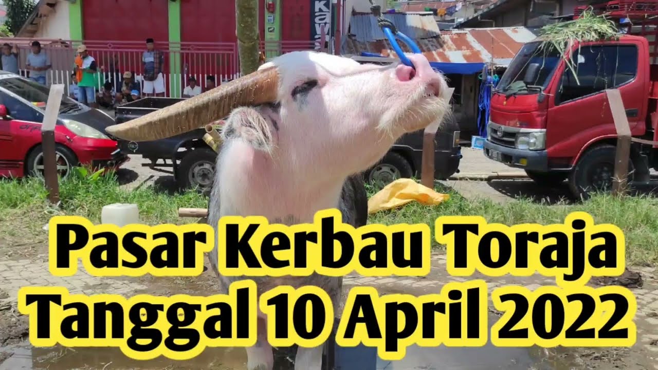 Pasar Kerbau Toraja, Tanggal 10 April 2022