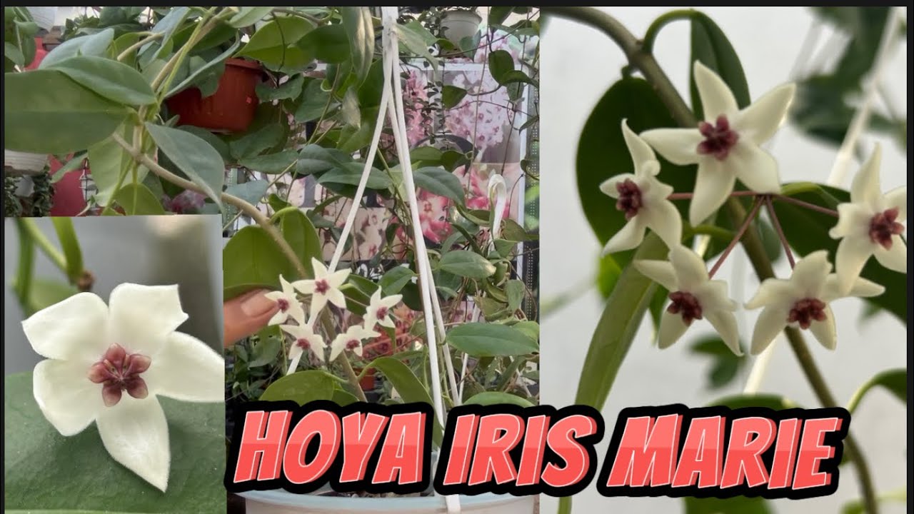 Flor de cera Iris Marie.  Hoya floreciendo.🤩
