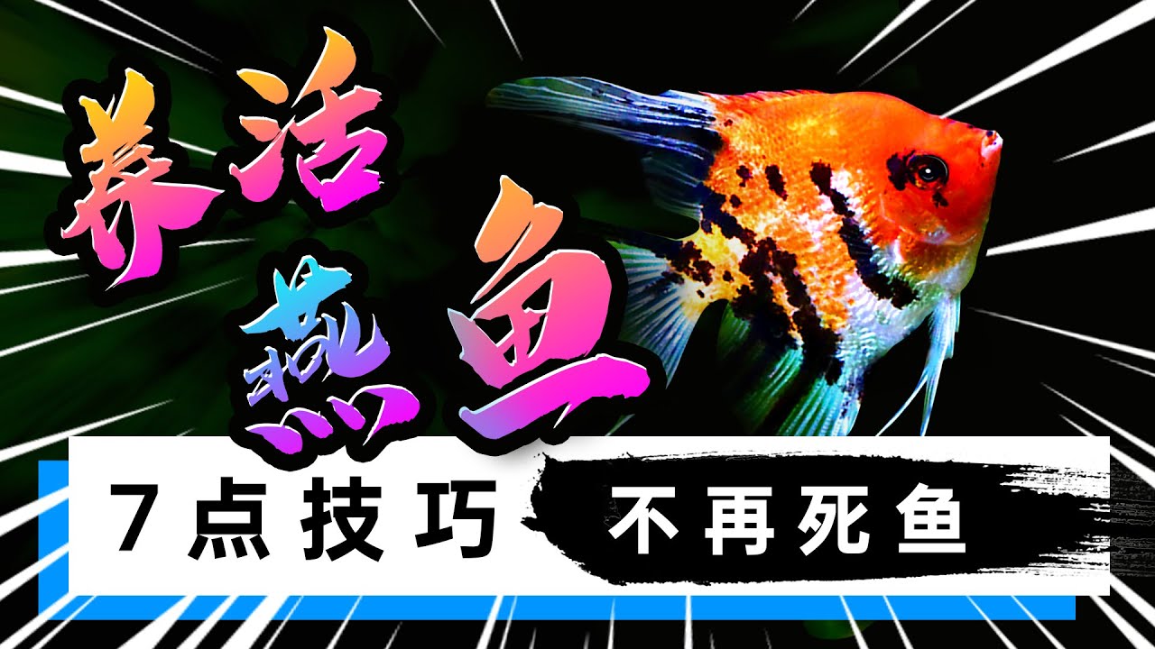 手把手总结7点助你“养活燕鱼” 也不知道有没有人愿意看