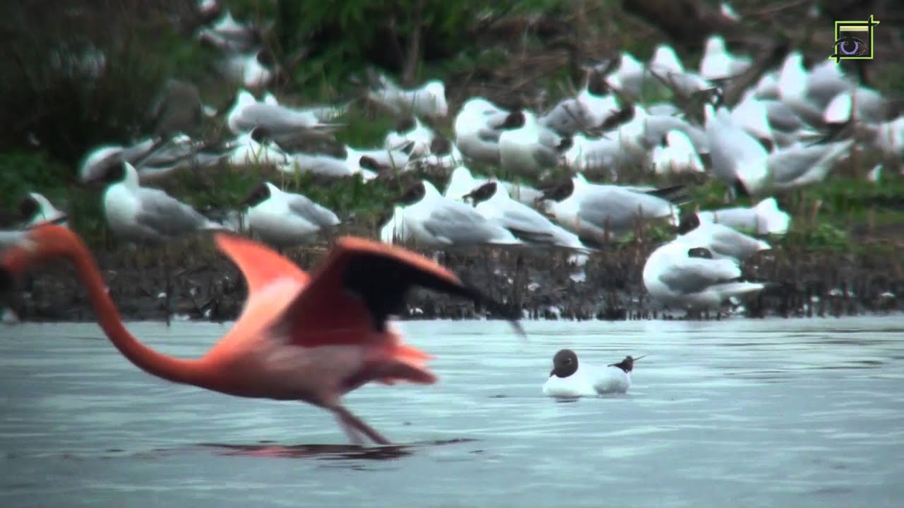 20120505 flamingo kolonie Zwillbrocker Venn 1080 HD Natuurkanaal