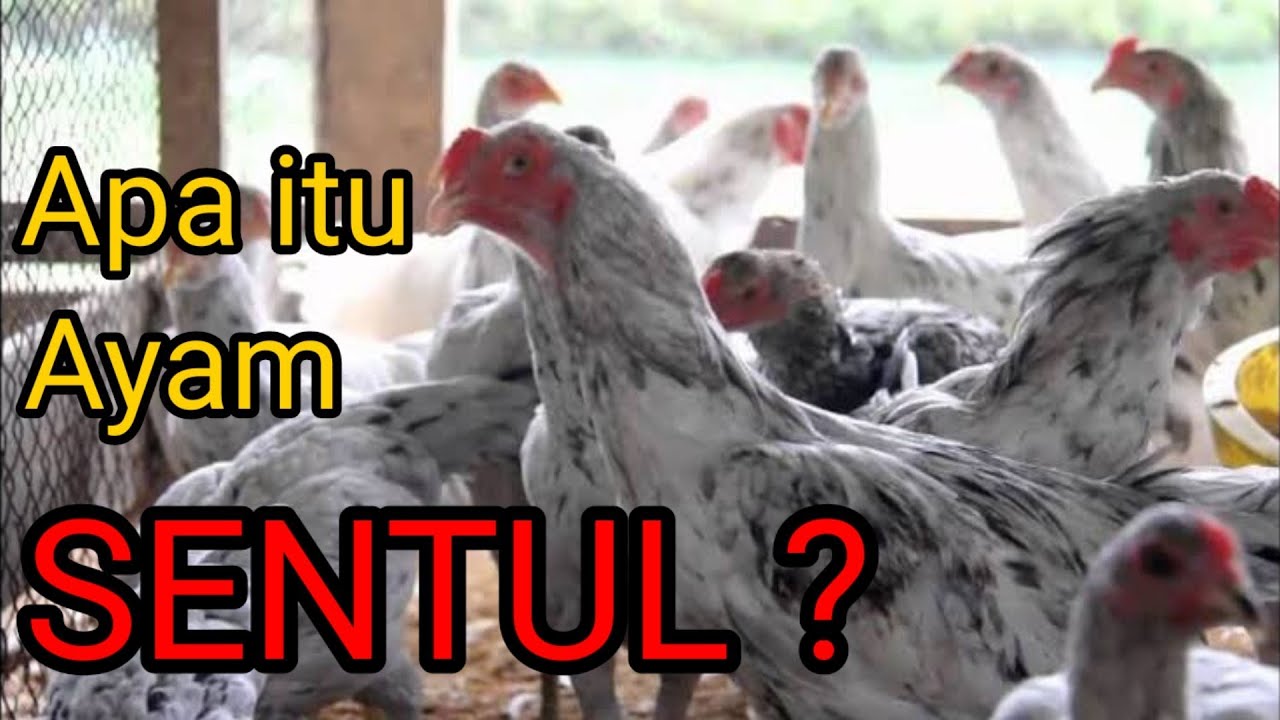 Ayam Kampung Sentul