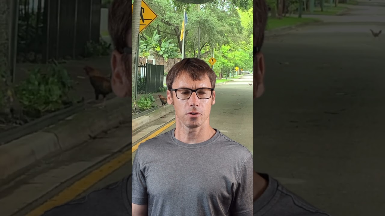 Wild Chickens in Miami?