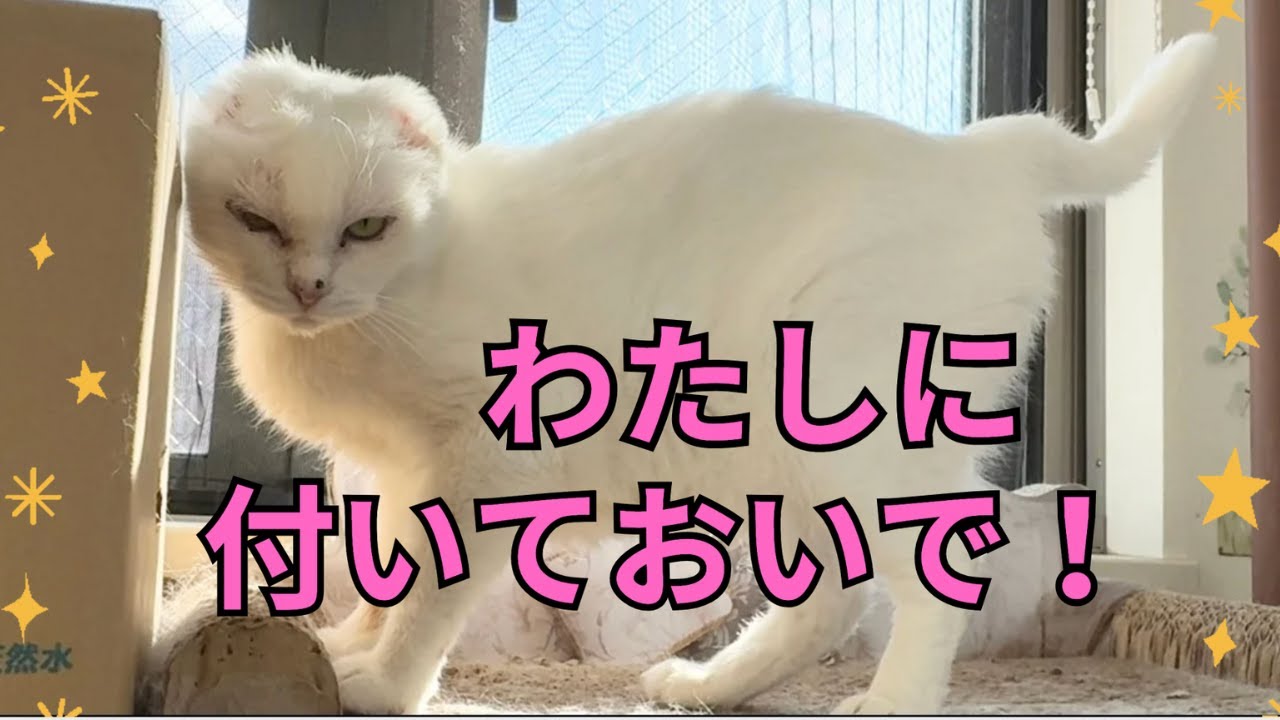 不思議な威厳で導く元山の猫シロVS頑固親父は猫に威厳を奪われていく‥