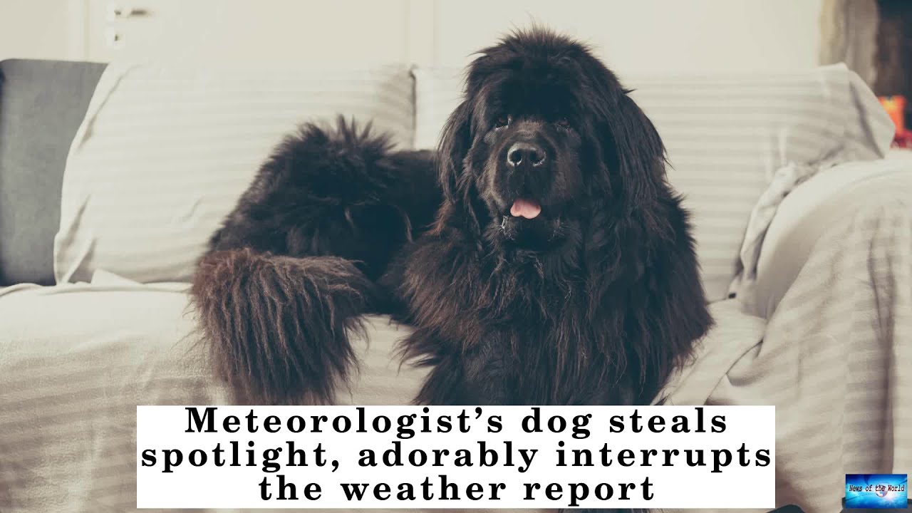 Meteorologist&rsquo;s dog steals spotlight, adorably interrupts the weather report