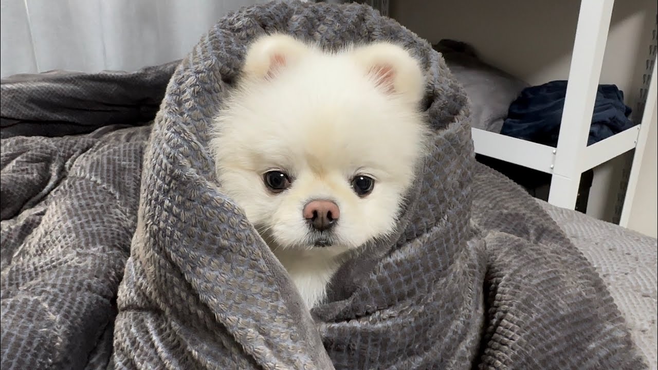 춥다고 해서 침대에 올려주면 꼬순내 모아주는 강아지ㅋㅋㅋ