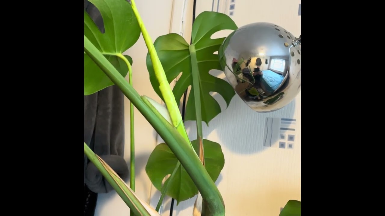 Large Form Monstera Update (Cataphyll Almost Unfurling)