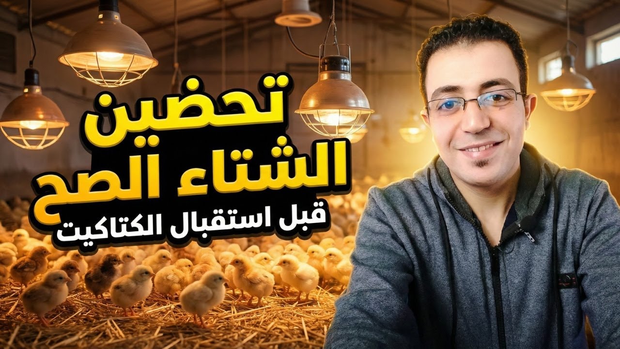 تجهيز الحضانة والعنبر قبل استقبال الكتاكيت بـ 24 ساعة في الشتاء | التدفئة والمياه والعلف والرطوبة