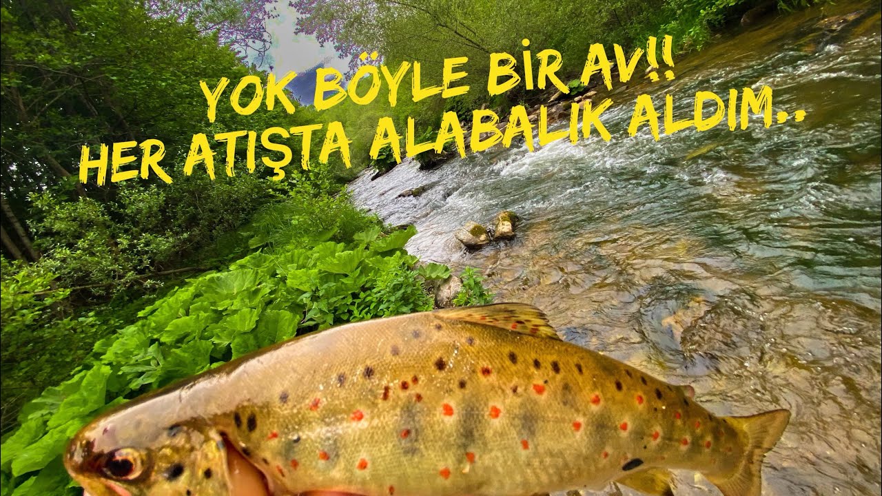 KIRMIZI BENEKLİ DAĞ ALABALIĞI AVI 👍 Trout fishing nature trout hunting in the stream