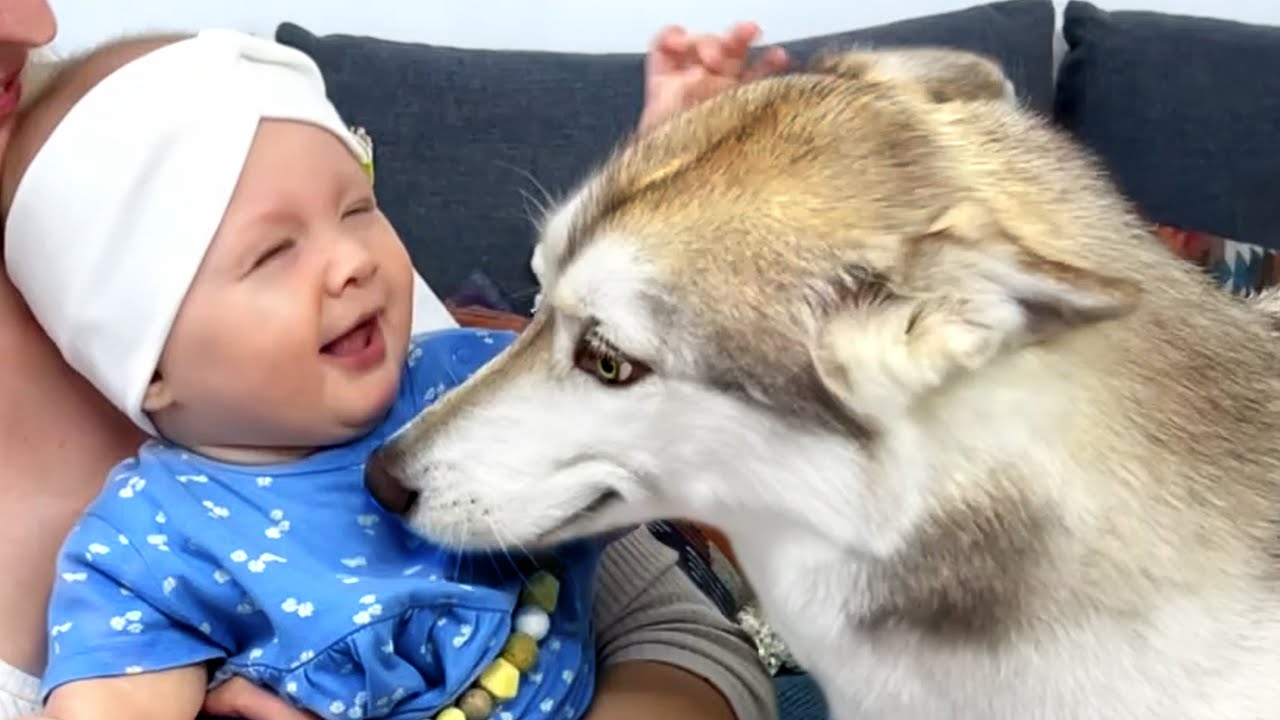 My Dog Was Smiling Looking At the Baby! Husky Puppy See a Baby For the First Time