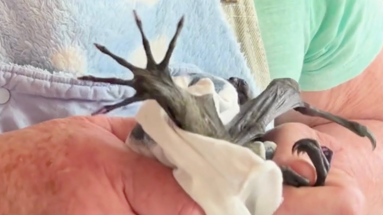 Purpule Poirot:  baby flying-fox has a pedicure