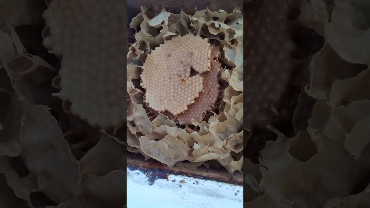 Como destiguir mirim droryana pra mirim emerina 
