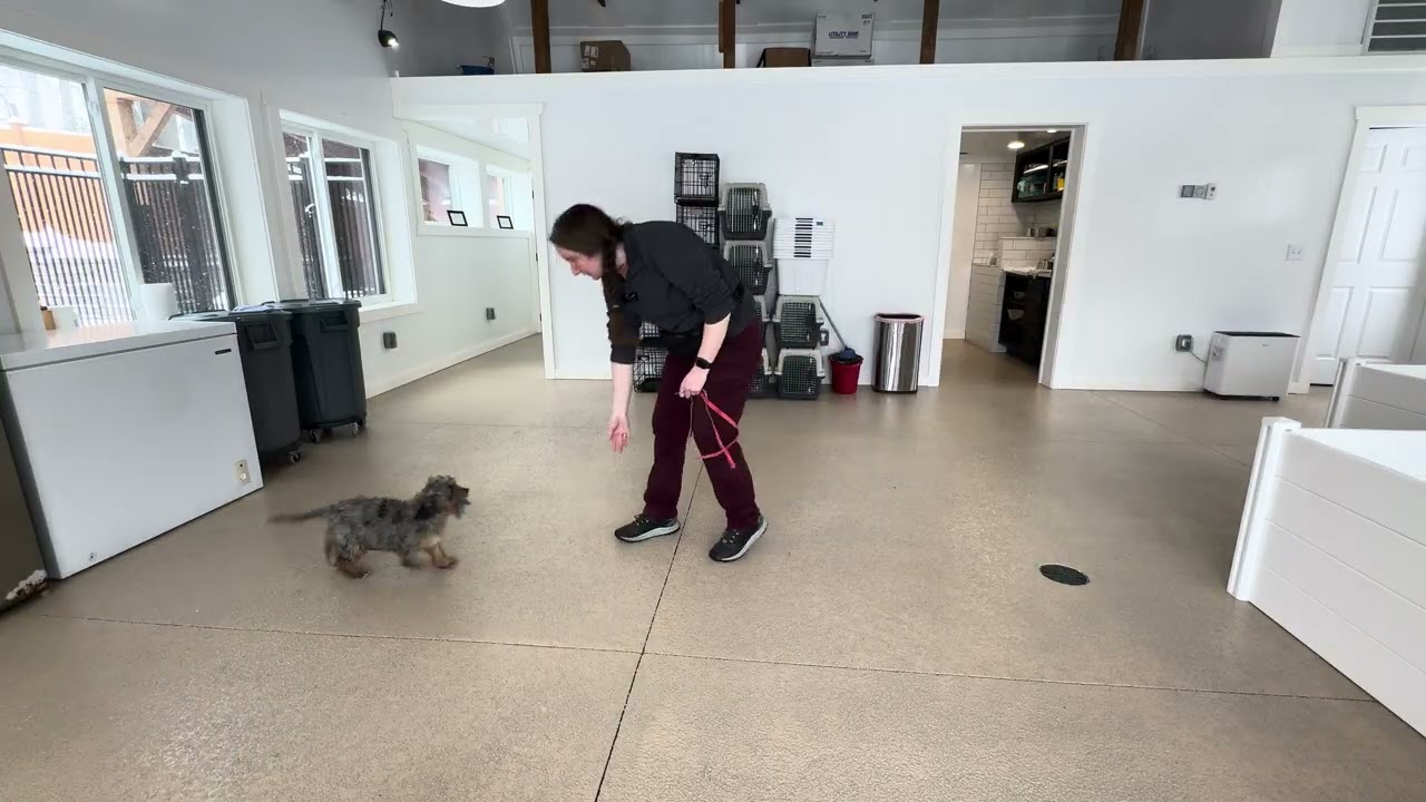 Maizey Play & Leash Skills 02/23