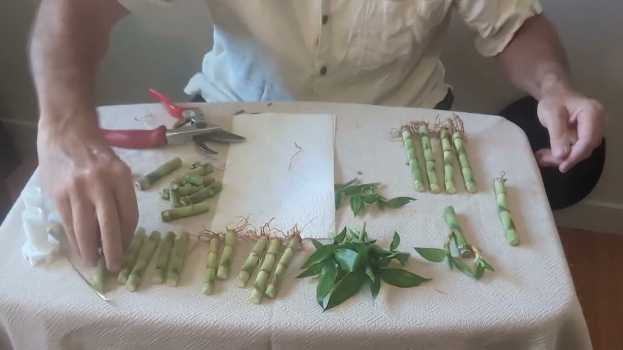 Методы размножения LuckyBamboo, изученные на примере амазонских стеблей (Dracaena braunii)