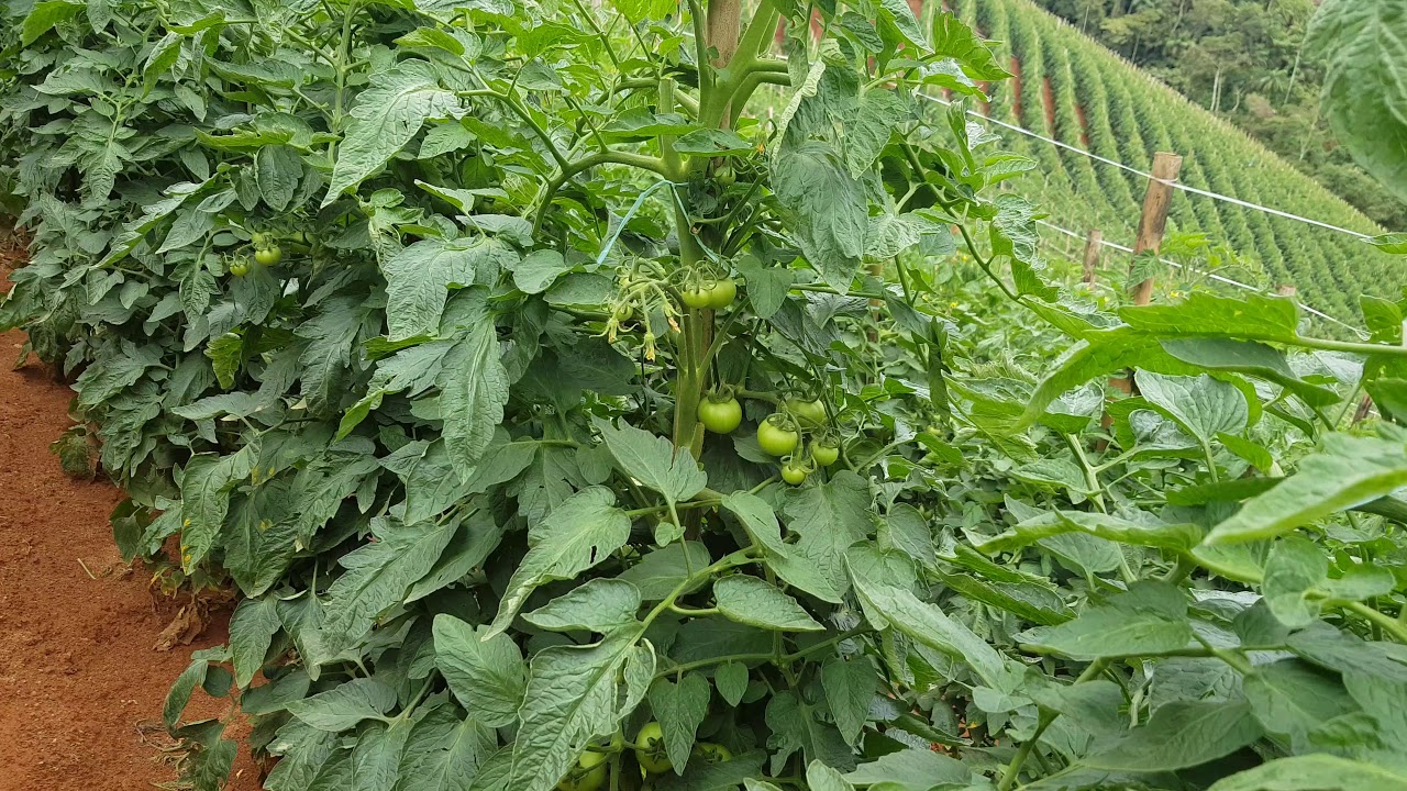 Tomate FUSION (Idade 60 dias)