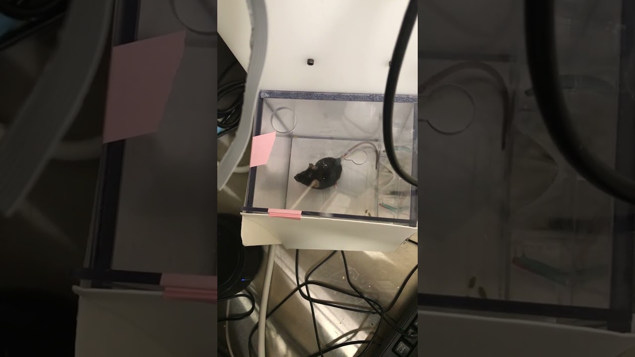 Mouse performing the Go no-go Odor Discrimination Task