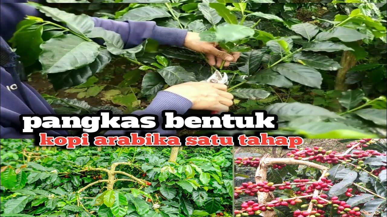 pangkas bentuk kopi arabika dengan satu tahap ( PART 1 ) pentingnya percabangan berkelanjutan.