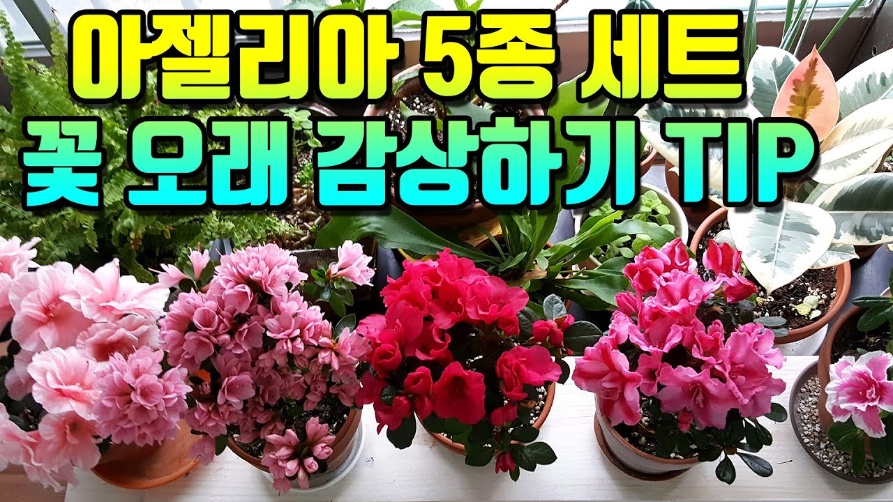 아젤리아,서양철쭉 키우기,꽃오래 보는 팁,아젤리아5종세트,아젤리아방울,블레이즈,캘리포니아,아젤리아키우는법,아잘레아키우는법
