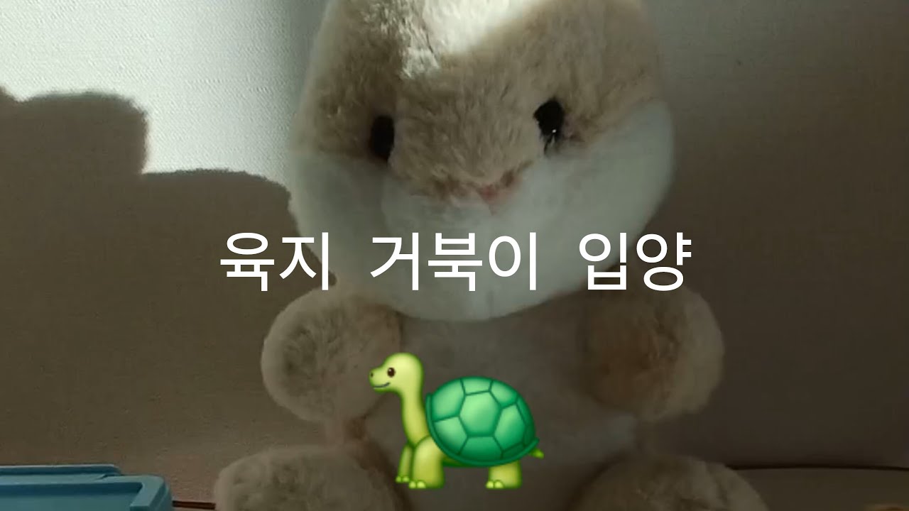 육지 거북이 입양🐢