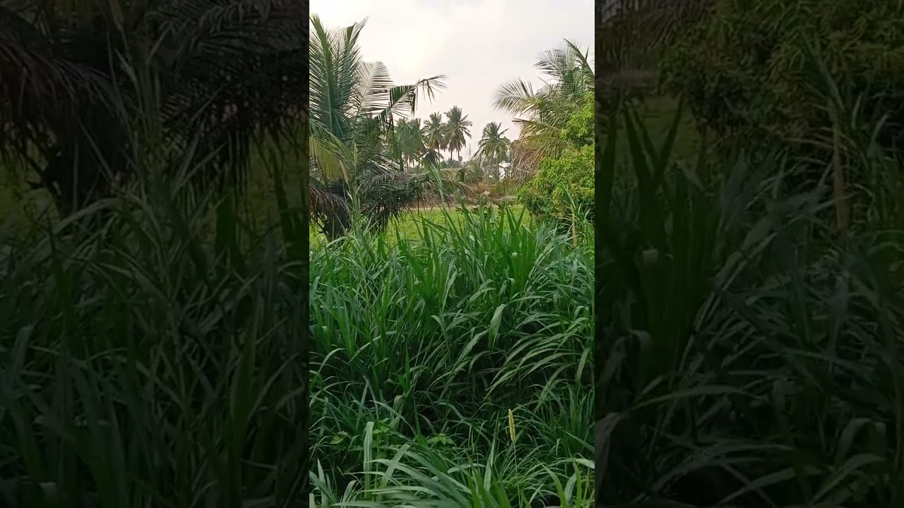 அந்தநாய்இந்தநாய்