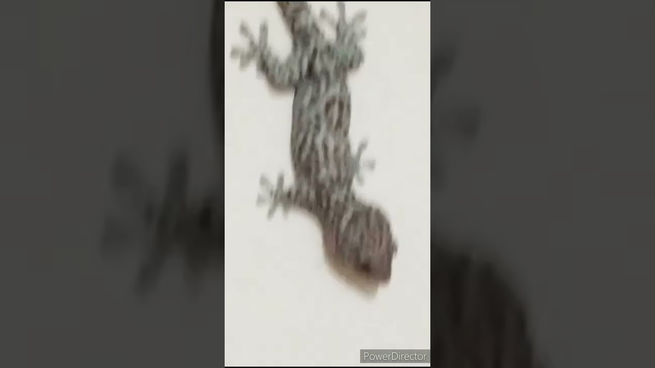 tokek jumbo nurut /tokek rumah besar/friendly gecko tokay/tokek besar jinak
