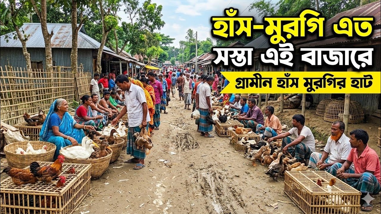 হাঁস-মুরগি এত সস্তা এই বাজারে | গ্রামীণ হাঁস-মুরগির হাট | Rural Market | Vlog | Rezaul's Dream Vlogs