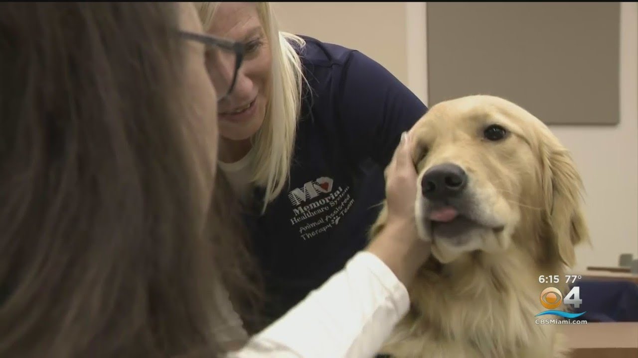 Therapy dogs at Memorial Regional Hospital