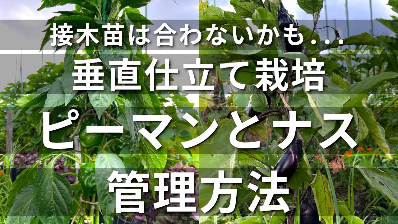 接木苗は合わないかも…垂直仕立て栽培ピーマンとナス210731 #50 #野菜栽培 #家庭菜園 #ガーデニング #無肥料 #垂直仕立て栽培 #道法スタイル #道法正徳 #ピーマン #ナス