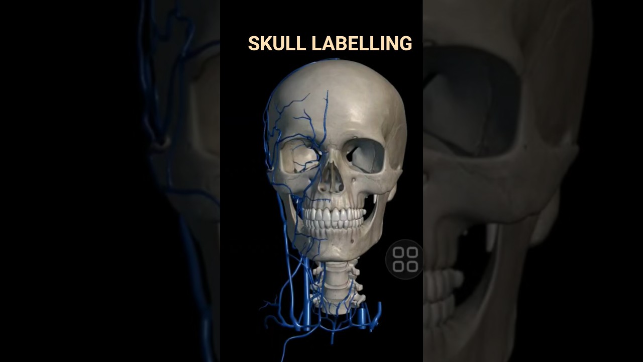 BLUE SKULL 3D ANIMATION #viral #anatomy #youtubeshorts #3danimation #nurse #skullanatomy #medical
