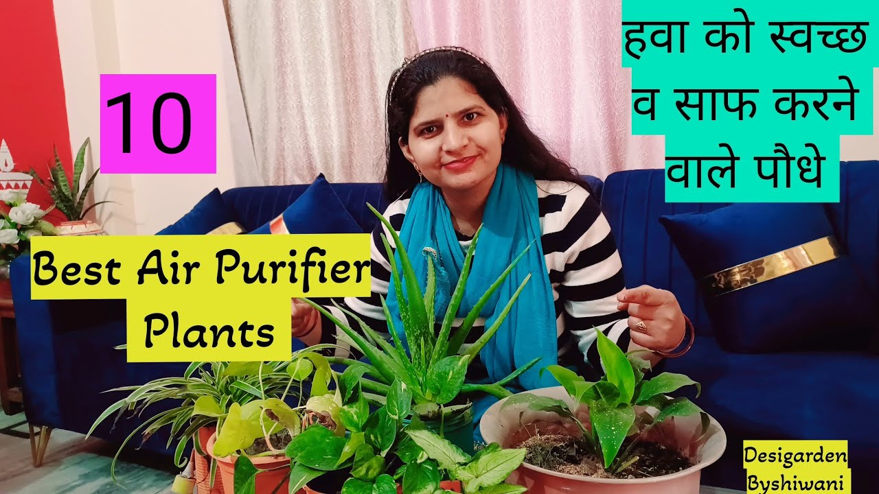 Top 10 Air Purifier Plants 🪴 10 पौधे जो हवा को स्वच्छ व साफ करते है 🪴10 Indoor Plants 