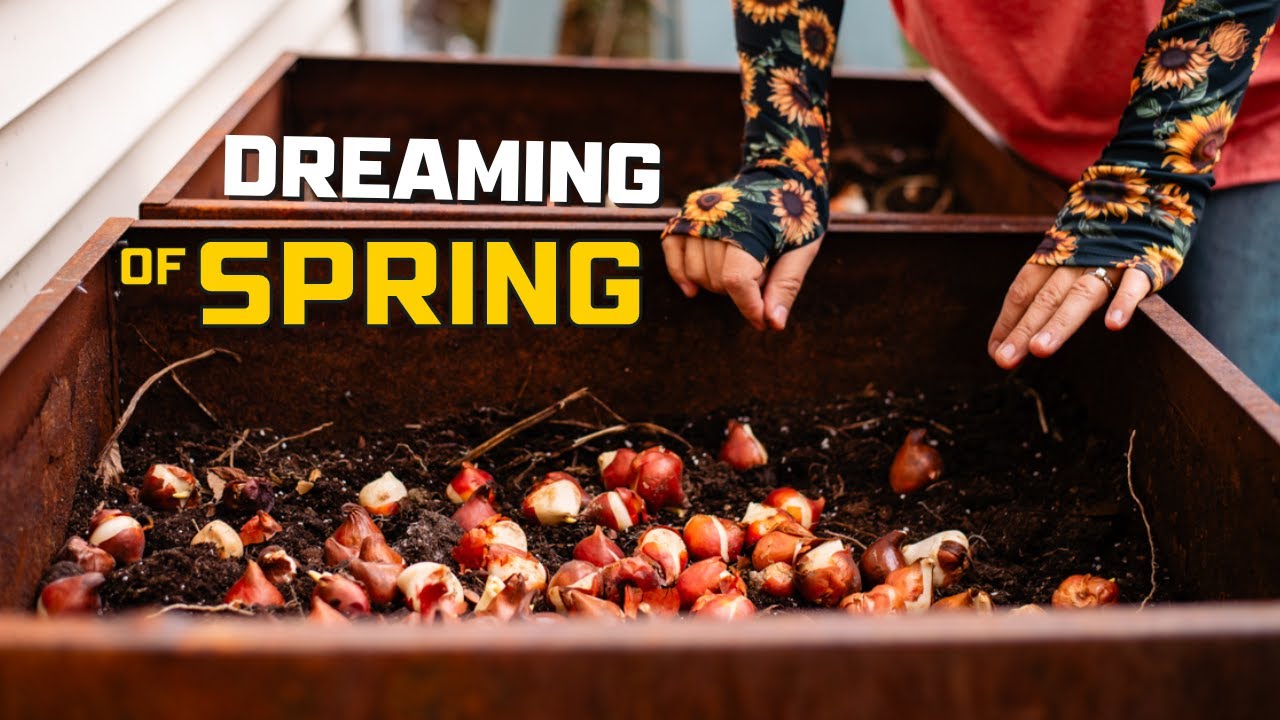 Tulip bulbs in December? Yes please! Procrastinator Gardener