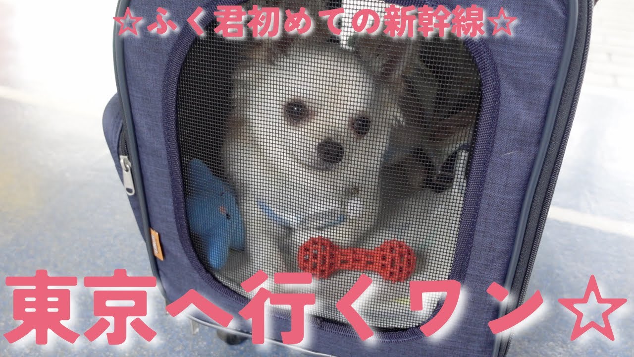 飼い主感動！！　ふく君初めての新幹線‥