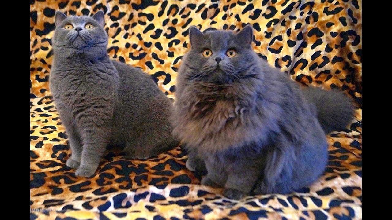 Британская длинношерстная против британской короткошерстной