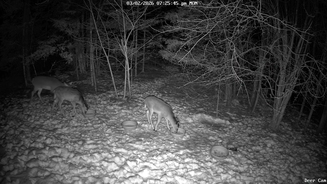 Deer 3-02-2026 7:18 PM
