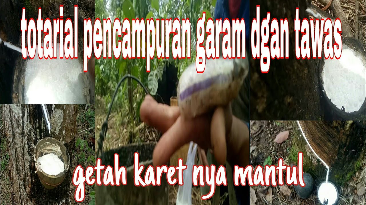 part 2 cara mencampur garam degan tawas/cuka agar getah karet banyak