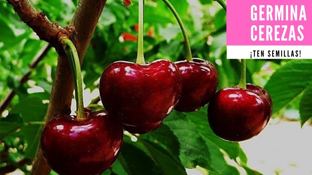 Germina semillas de Cereza|Semillas difíciles de germinar|Escarificación y Estratificación|Veggitso.