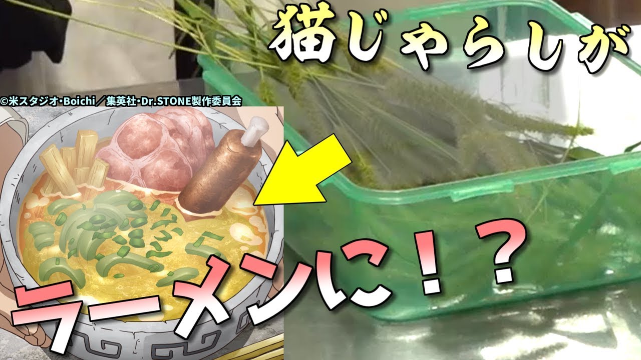 【TVアニメDr.STONEコラボ】猫じゃらしでラーメン作ってみた！