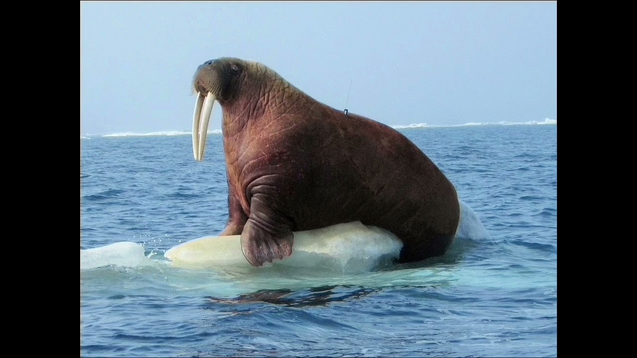 Platonic By Walrus - (Arctic Slideshow Remix 2026)