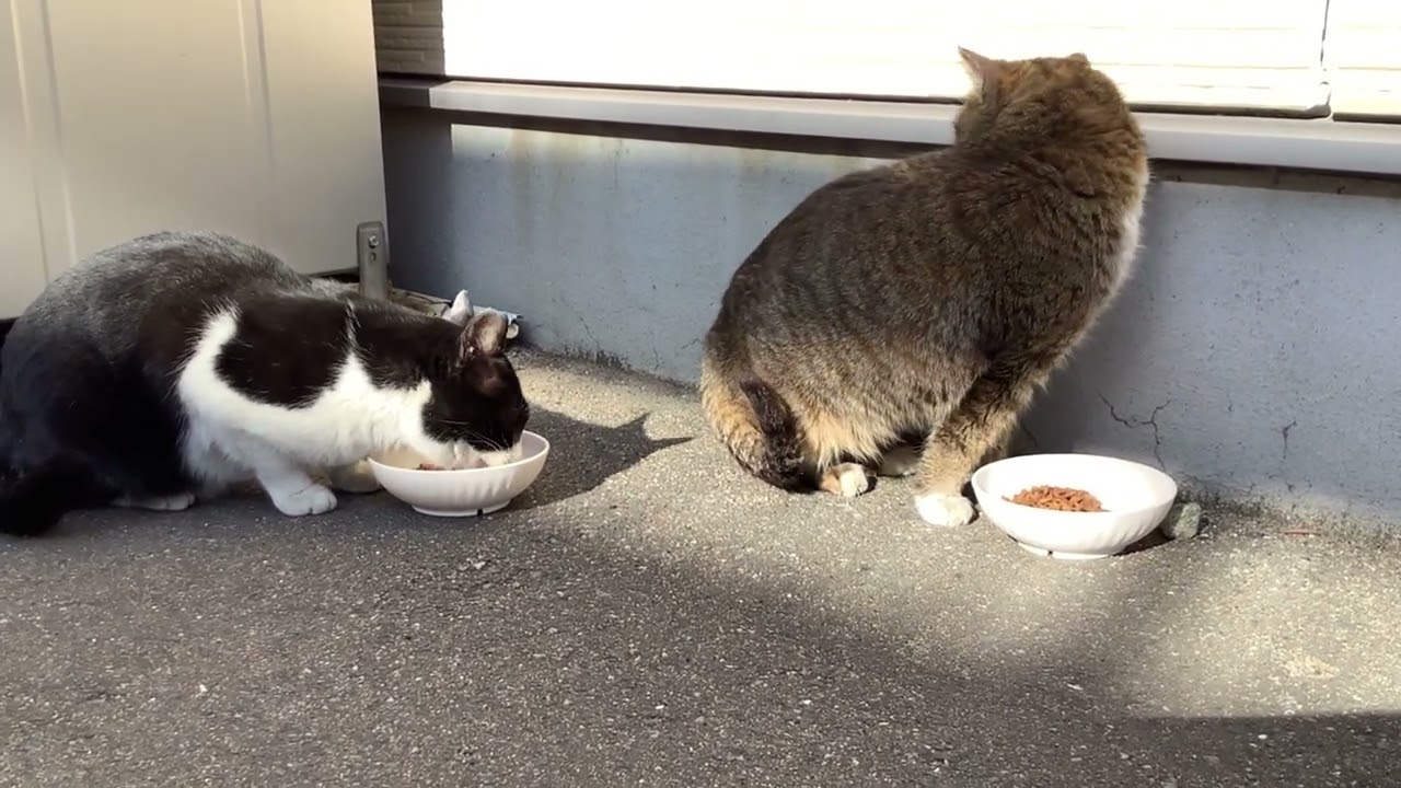 【博多ｰ住吉猫さん】　具合悪いのでご飯が食べれません（口にチカラが入らない？）キジ白猫さん