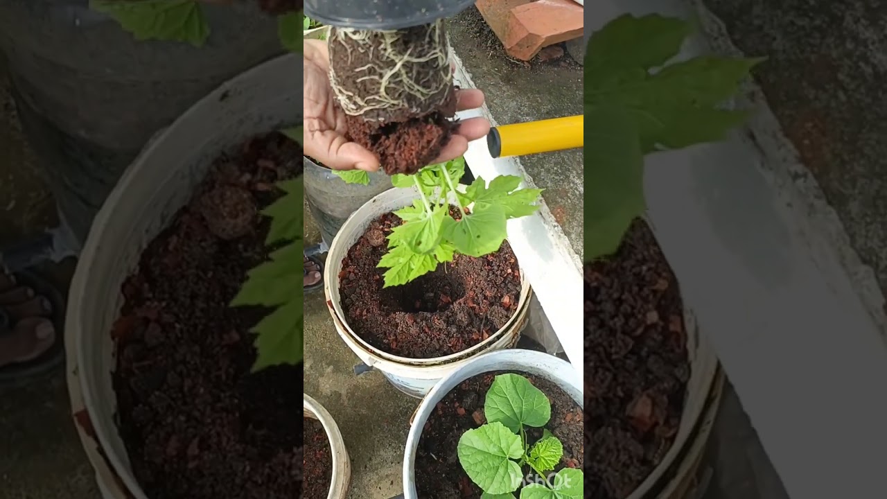 ഓണകൃഷി പാർട്ട്‌ 1