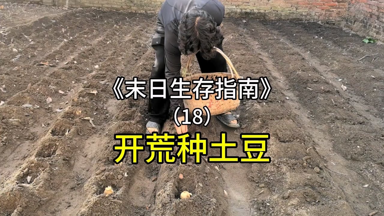 小伙在丧尸末日的冬天种土豆，试图养活一人三狗#室内农场 #生态循环 #末日生存 #田园生活 【刘惟与】