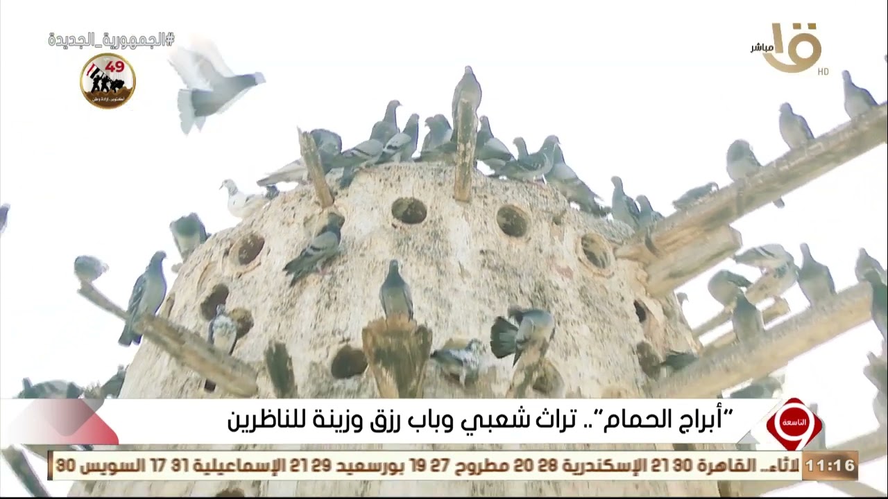 التاسعة | “أبراج الحمام” .. تراث شعبي وباب رزق وزينة للناظرين