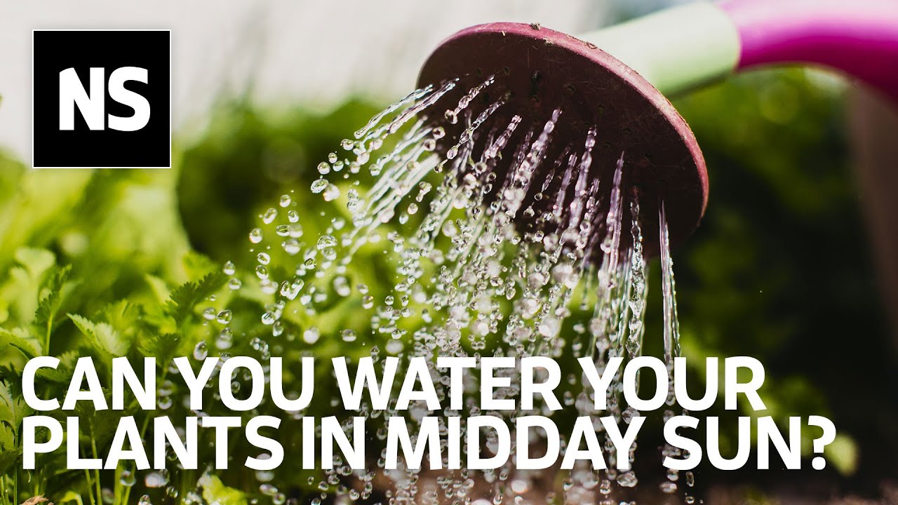 Why watering your plants at midday won't damage their leaves