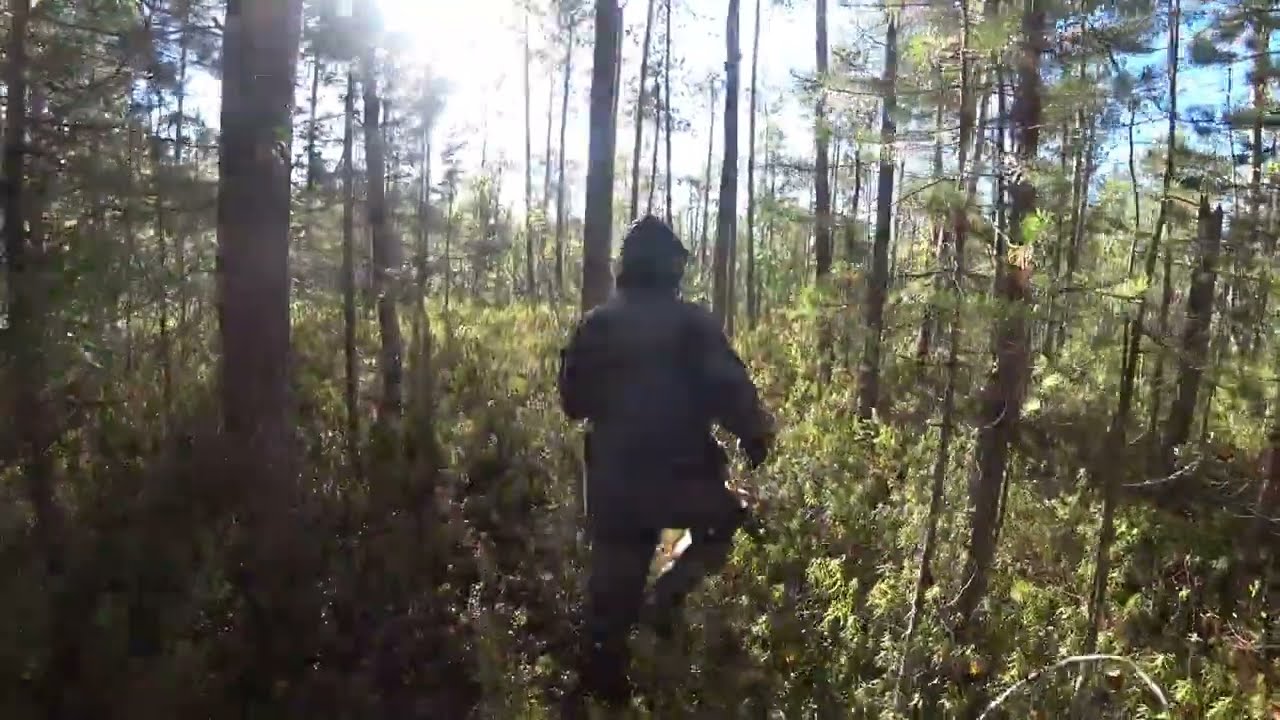 Охота и рыбалка в ХМАО - ЯНАО | Охота на боровую, как же не хватает собачки...